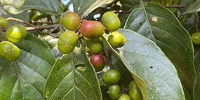 Frutos de ciruelo africano (Pygeum africanum), extracto vegetal de SigmaDrops