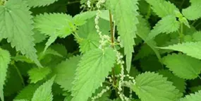 Hojas de ortiga (Urtica dioica), planta del extracto de SigmaDrops