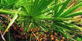 Frutos de sabal o palma enana americana (Serenoa repens), extracto de SigmaDrops